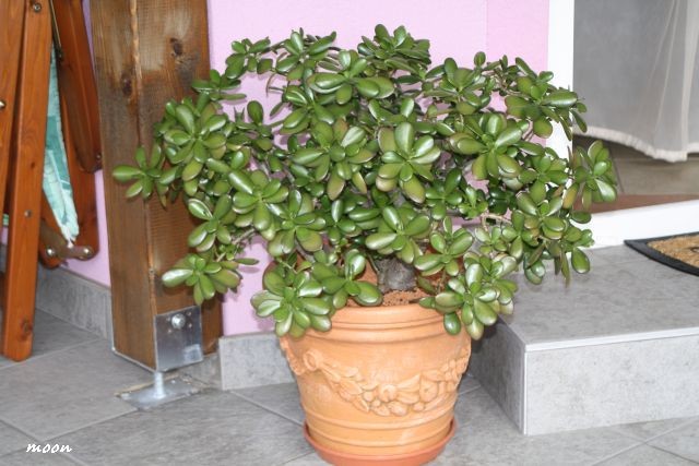 crassula ovata